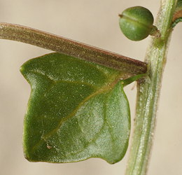 Cochlearia danica