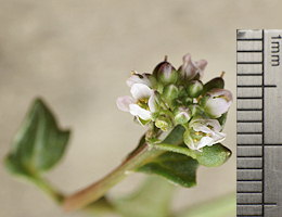 Cochlearia danica