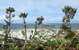 Cochlearia danica