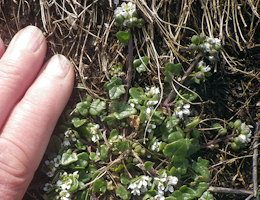 Cochlearia danica