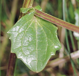 Cochlearia officinalis