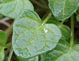 Cochlearia officinalis