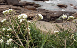 Cochlearia officinalis