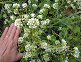 Cochlearia officinalis