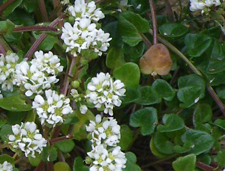 Cochlearia officinalis