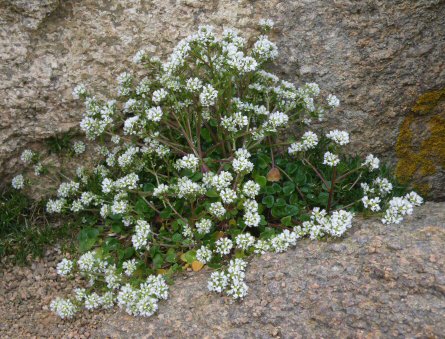 Cochlearia officinalis