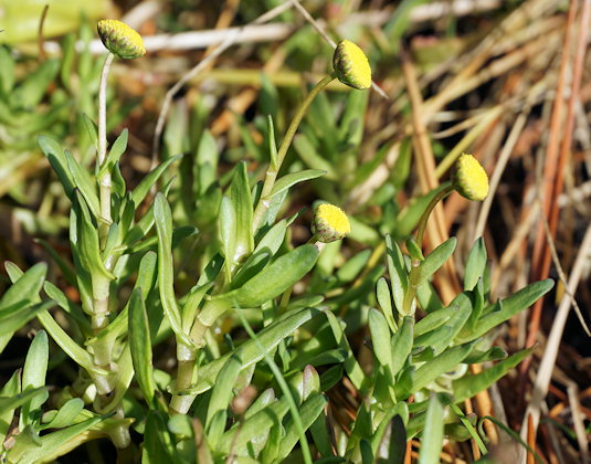 Cotula coronopifolia