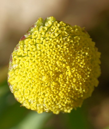 Cotula coronopifolia