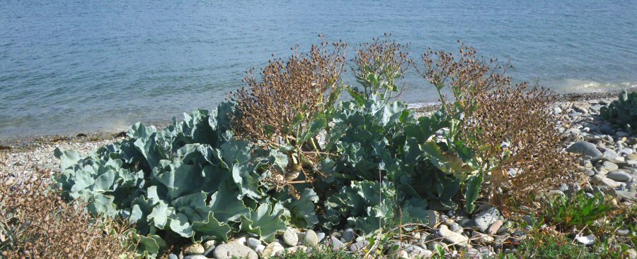 Crambe maritima