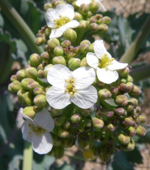 Crambe maritima