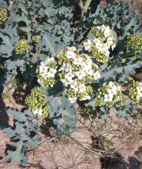 Crambe maritima