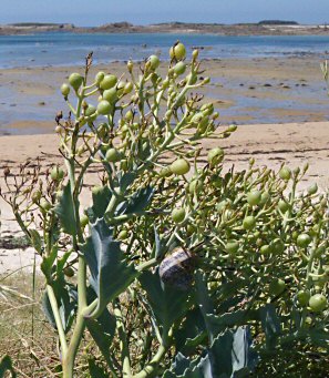 Crambe maritima