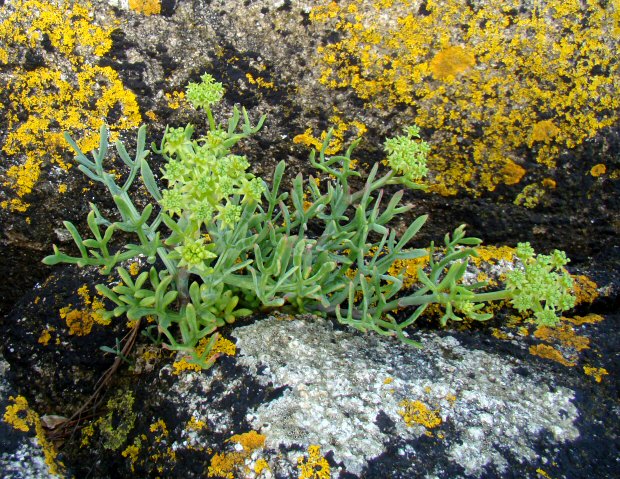 Crithmum maritimum