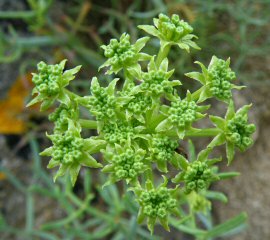 Crithmum maritimum