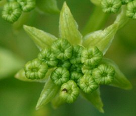 Crithmum maritimum