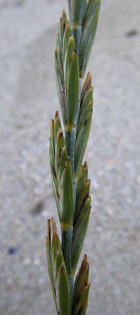 Elytrigia juncea