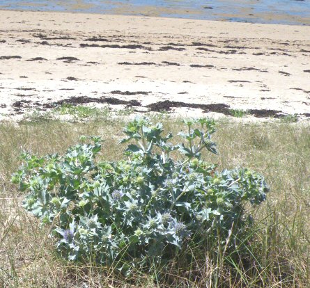 Eryngium maritimum