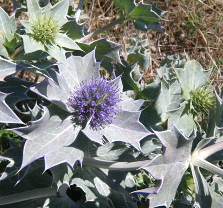 Eryngium maritimum