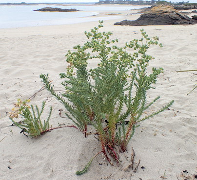 Euphorbia paralias