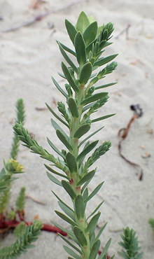 Euphorbia paralias