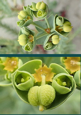 Euphorbia paralias