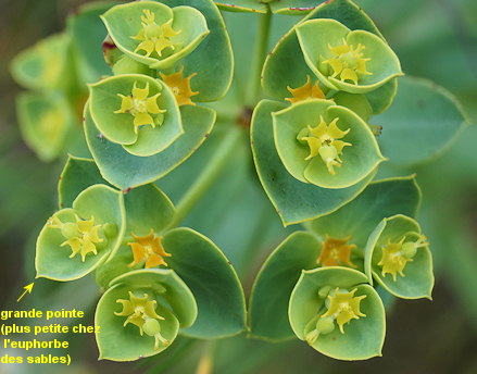 Euphorbia segetalis