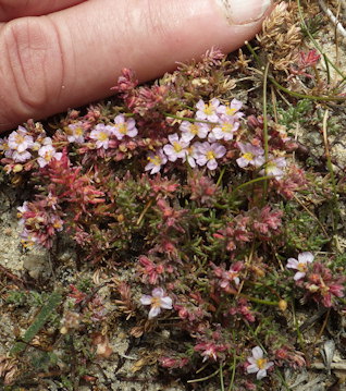 Frankenia laevis