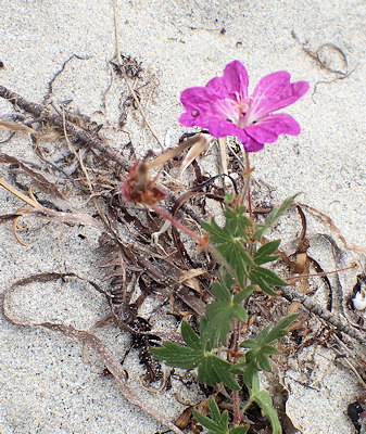 Geranium sanguineum