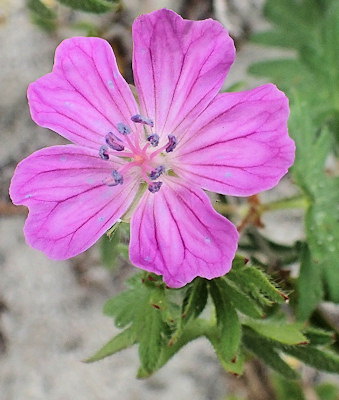 Geranium sanguineum