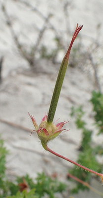 Geranium sanguineum