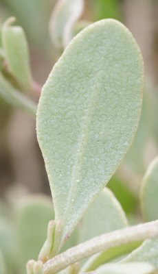 Halimione portulacoides