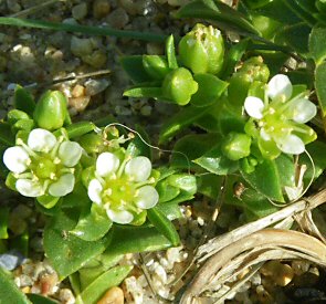 Honckenya peploides