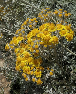 Jacobaea maritima