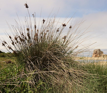 Juncus acutus