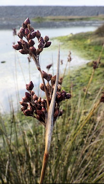 Juncus acutus