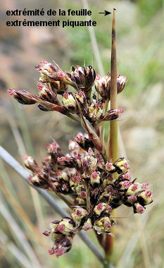 Juncus acutus