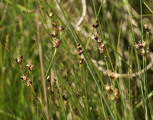 Juncus gerardi