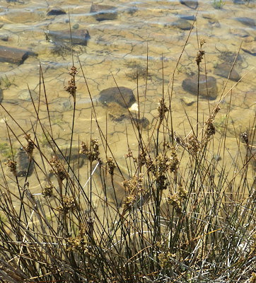 Juncus maritimus