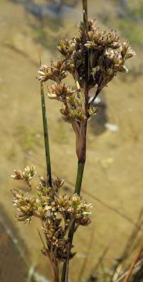 Juncus maritimus