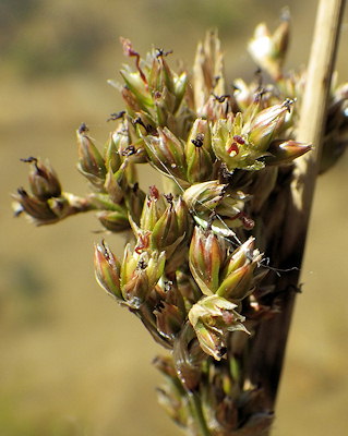 Juncus maritimus