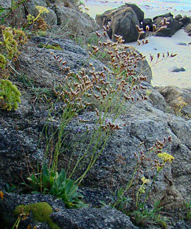 Limonium binervosum/dodartii