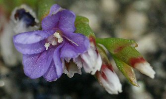 Limonium binervosum/dodartii