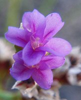 Limonium binervosum/dodartii