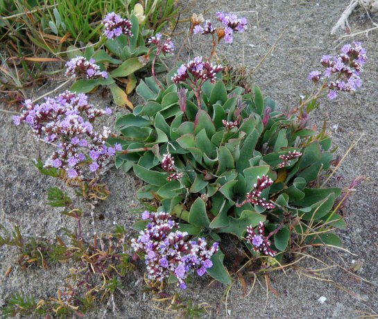 Limonium auriculae-ursifolium