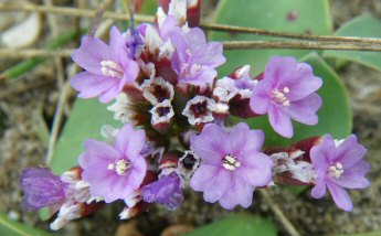 Limonium auriculae-ursifolium