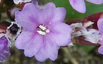 Limonium auriculae-ursifolium