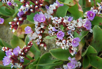 Limonium auriculae-ursifolium