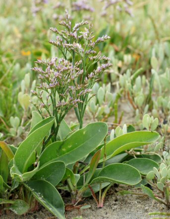 Limonium vulgare