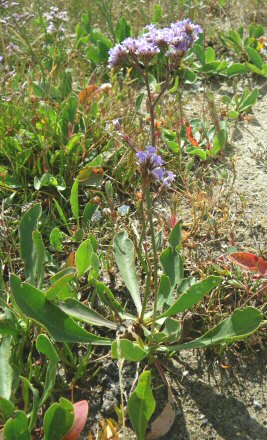 Limonium vulgare