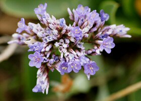 Limonium vulgare